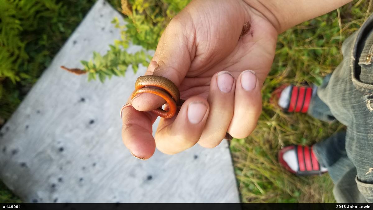 Red-bellied Snake