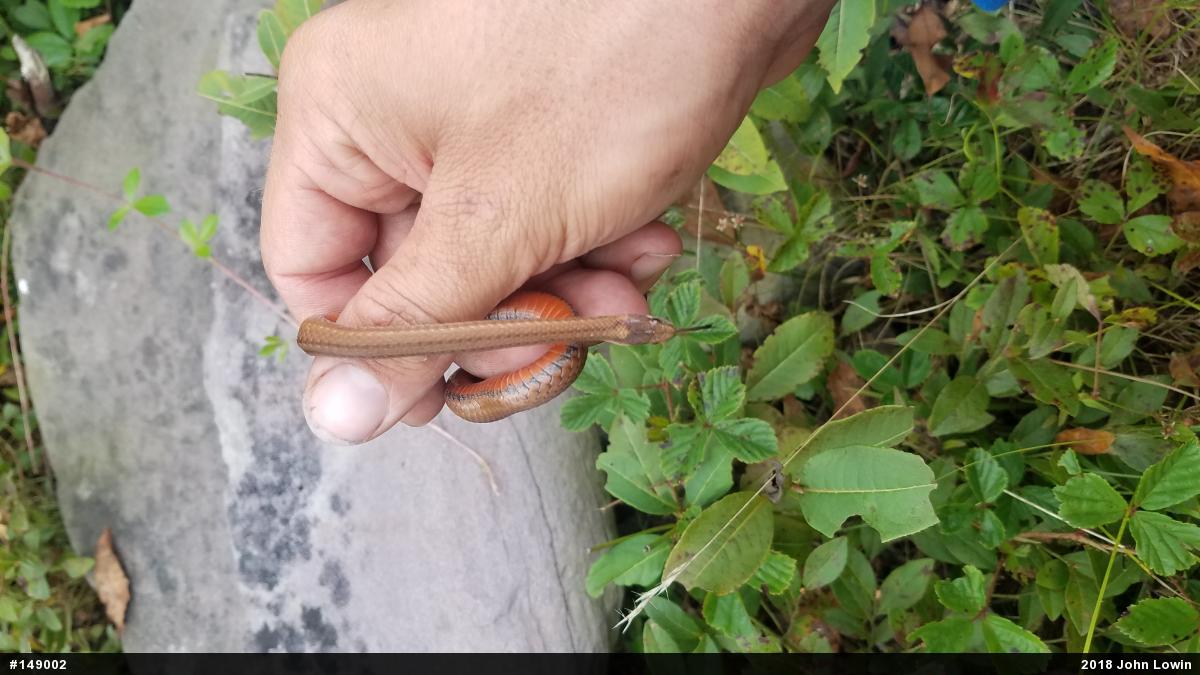 Red-bellied Snake