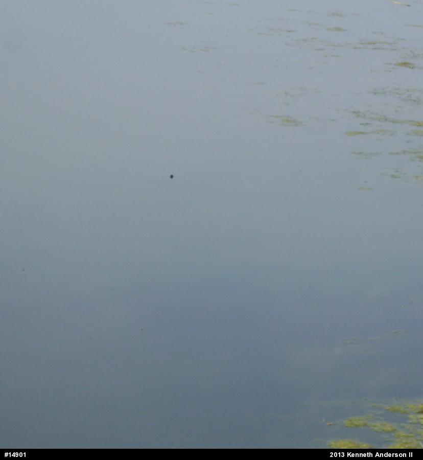 Midland Painted Turtle