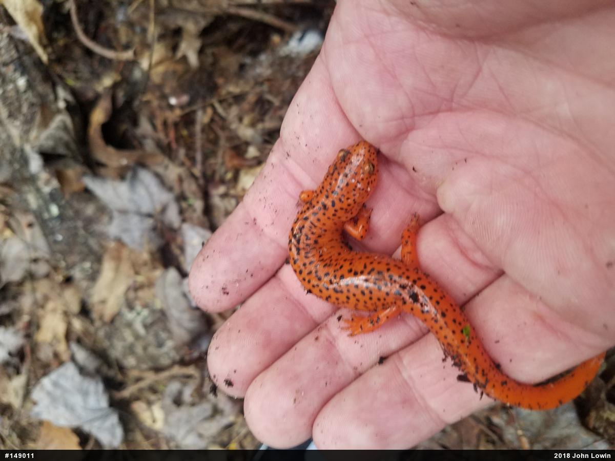 Northern Red Salamander