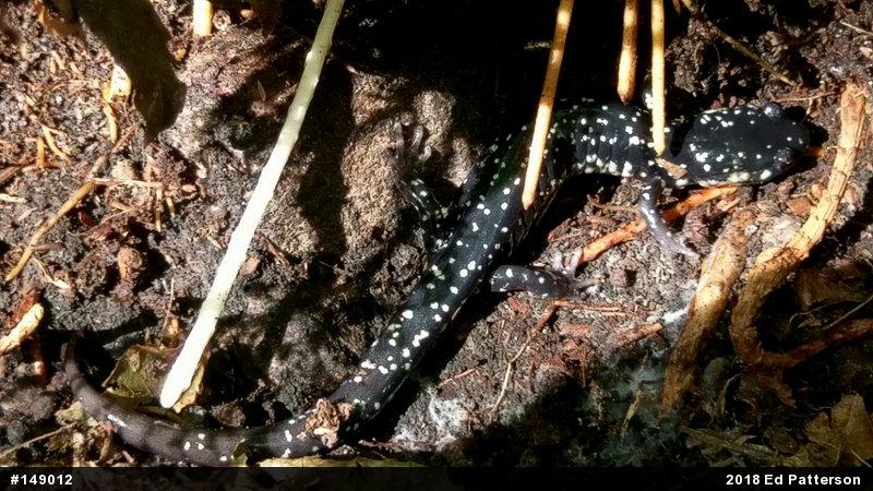 Northern Slimy Salamander