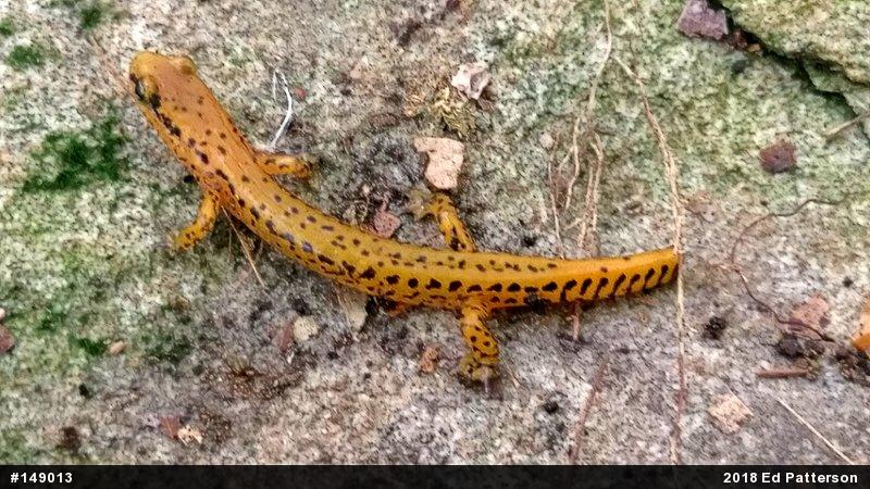 Eastern Long-tailed Salamander