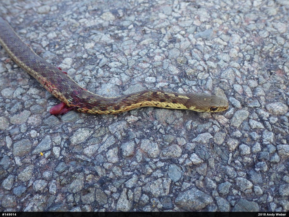 Eastern Gartersnake