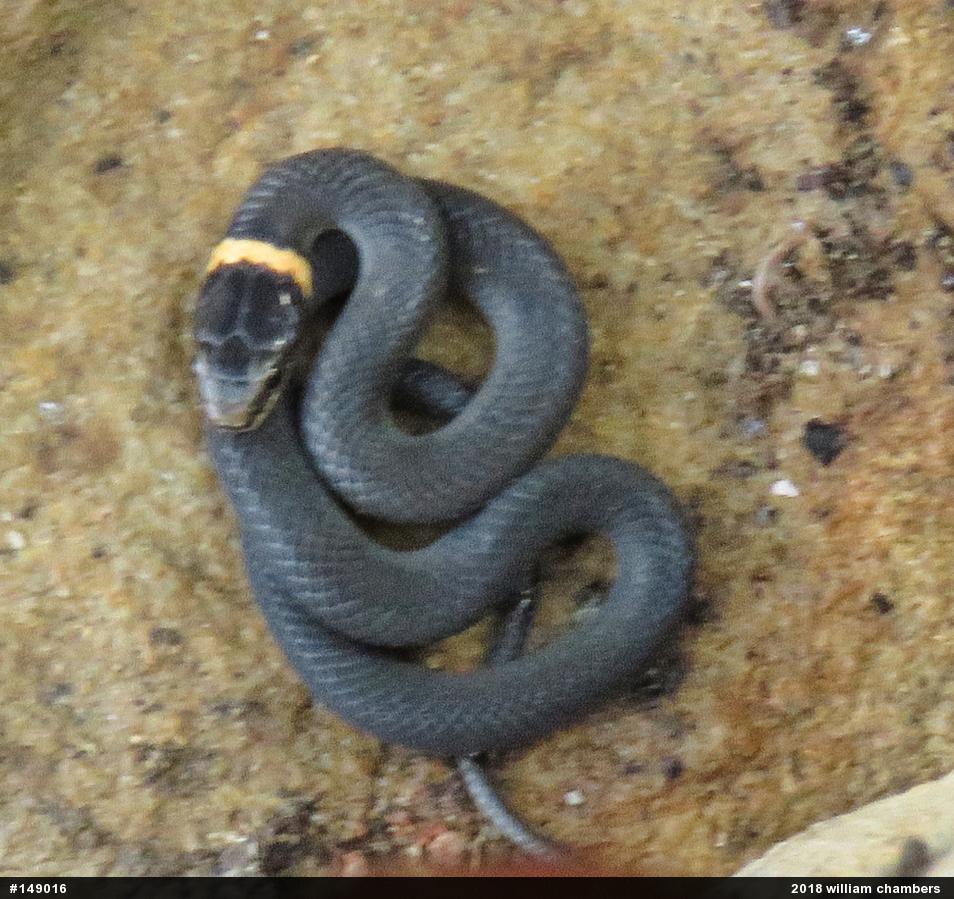 Northern Ring-necked Snake