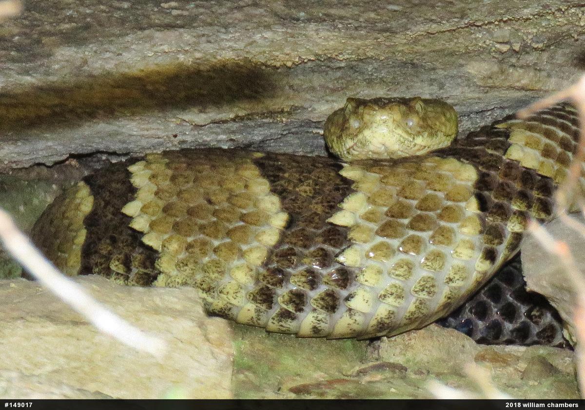 Timber Rattlesnake