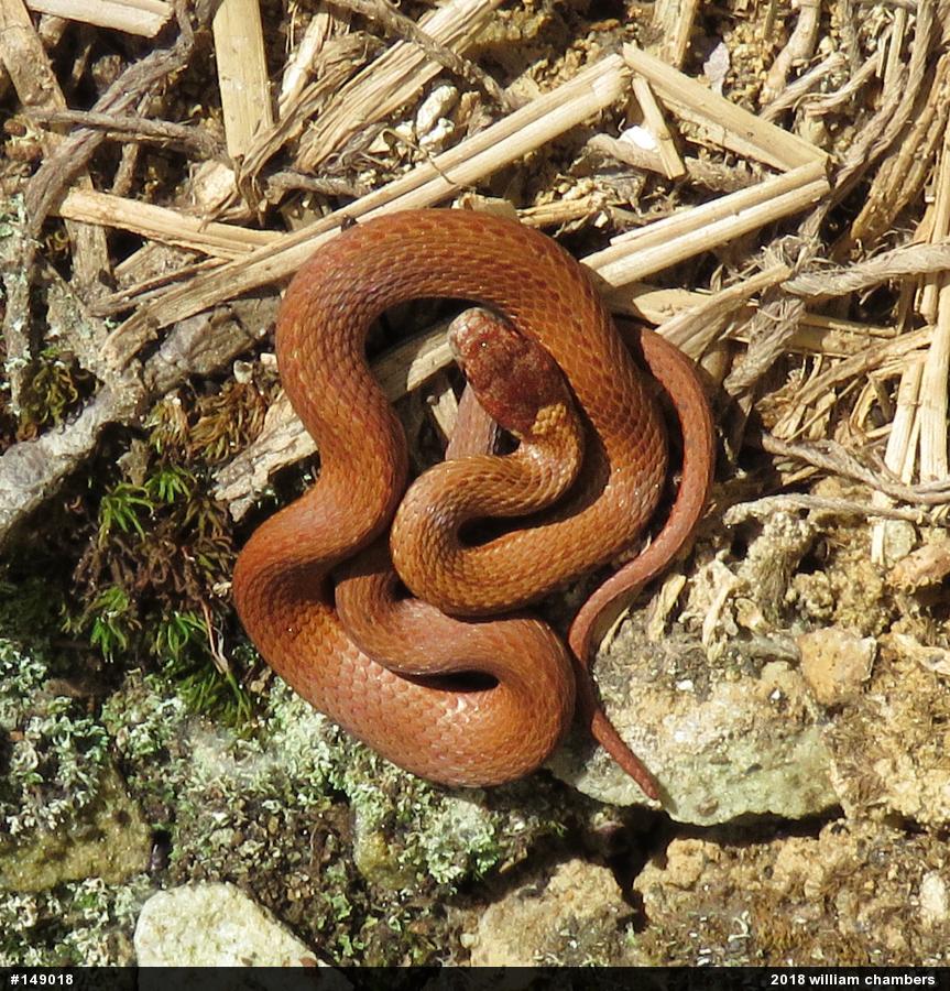 Red-bellied Snake