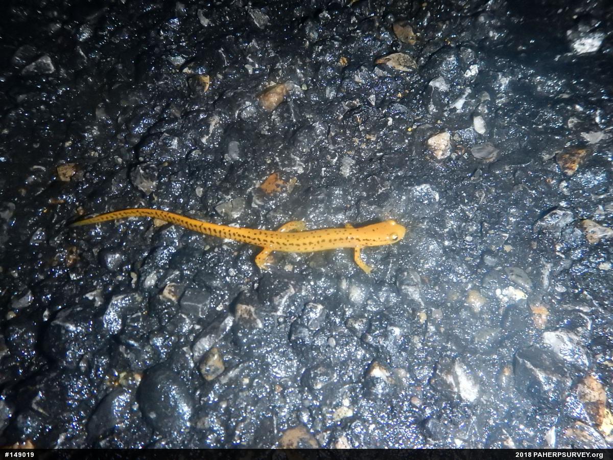 Eastern Long-tailed Salamander