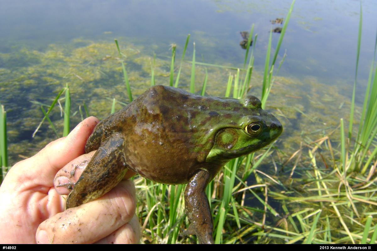 American Bullfrog