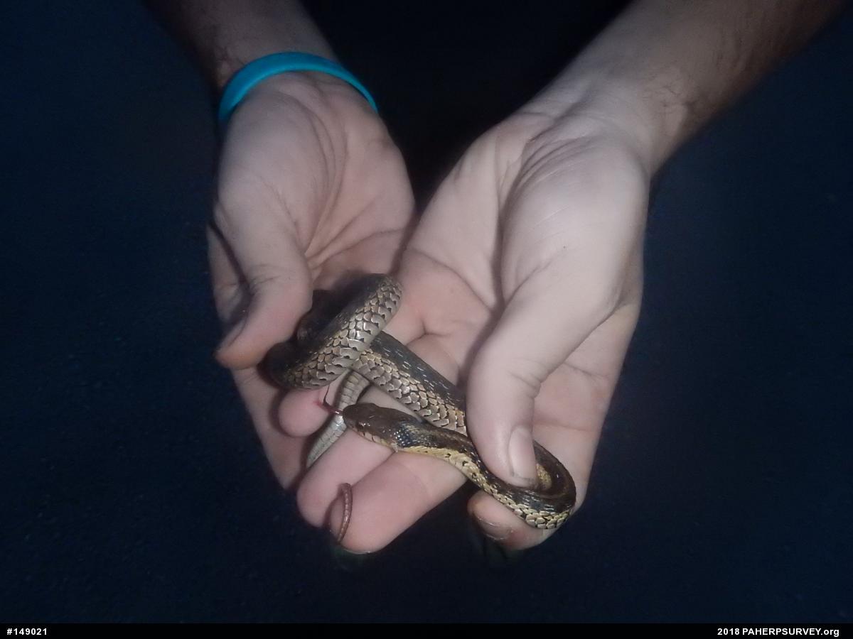 Eastern Gartersnake