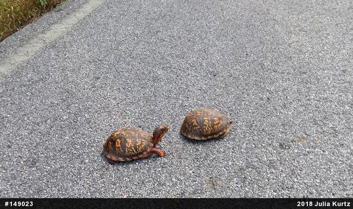 Eastern Box Turtle