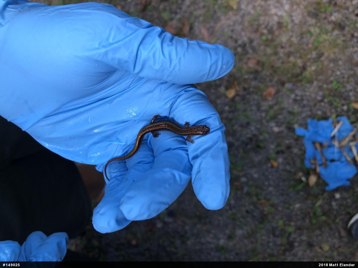 Northern Two-lined Salamander