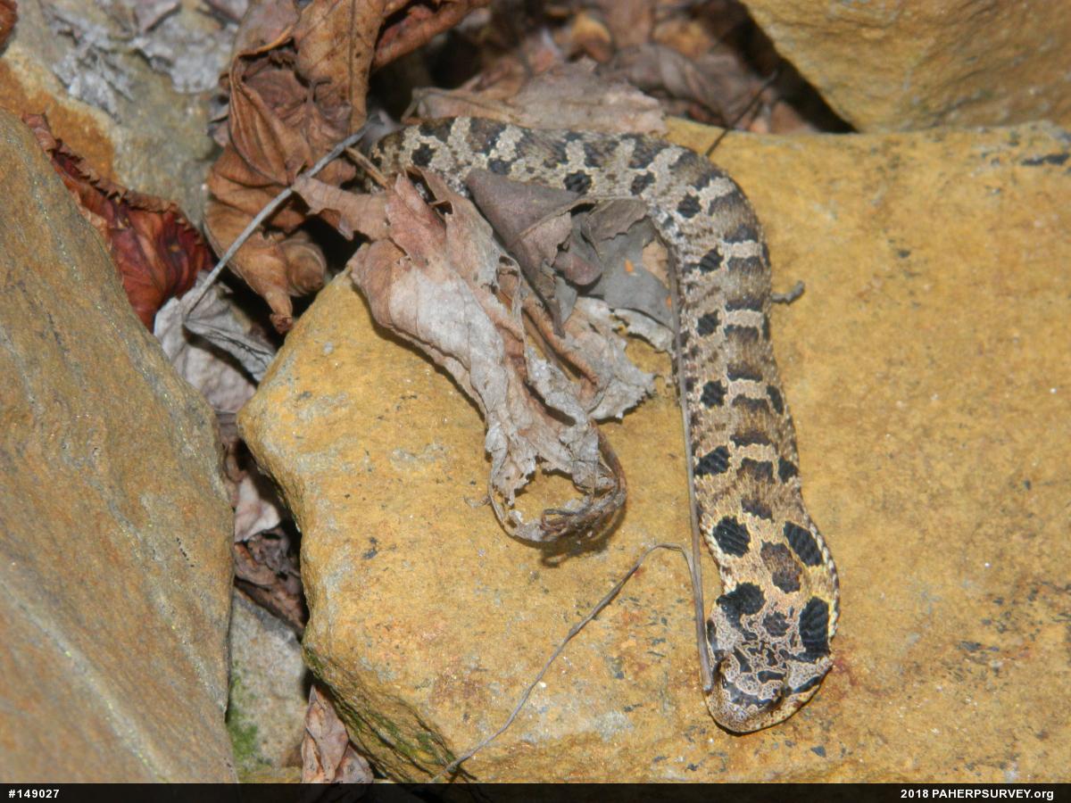 Eastern Hog-nosed Snake