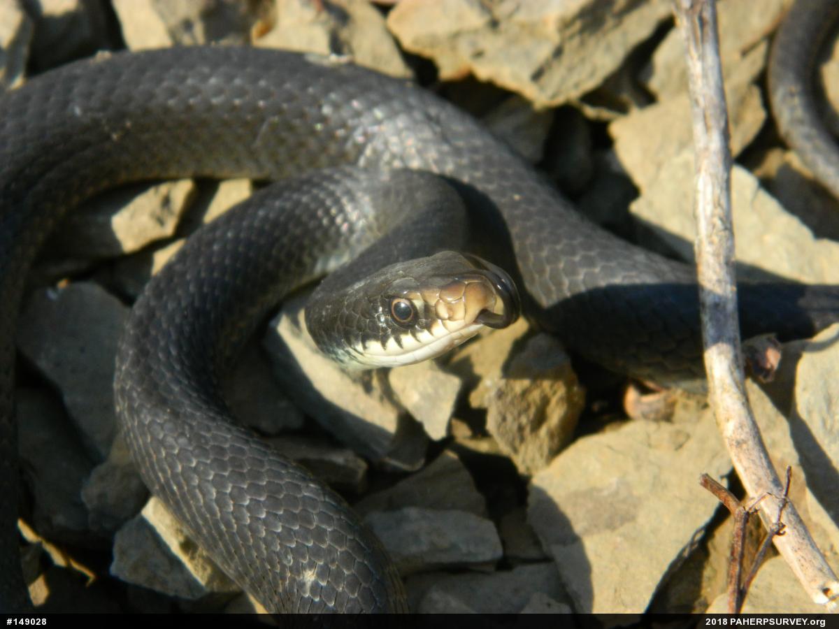 Northern Black Racer