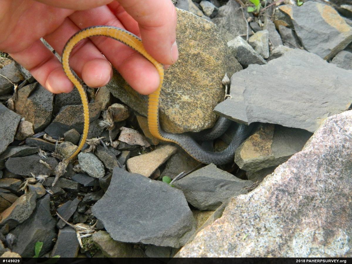 Northern Ring-necked Snake