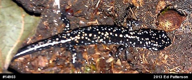 Northern Slimy Salamander