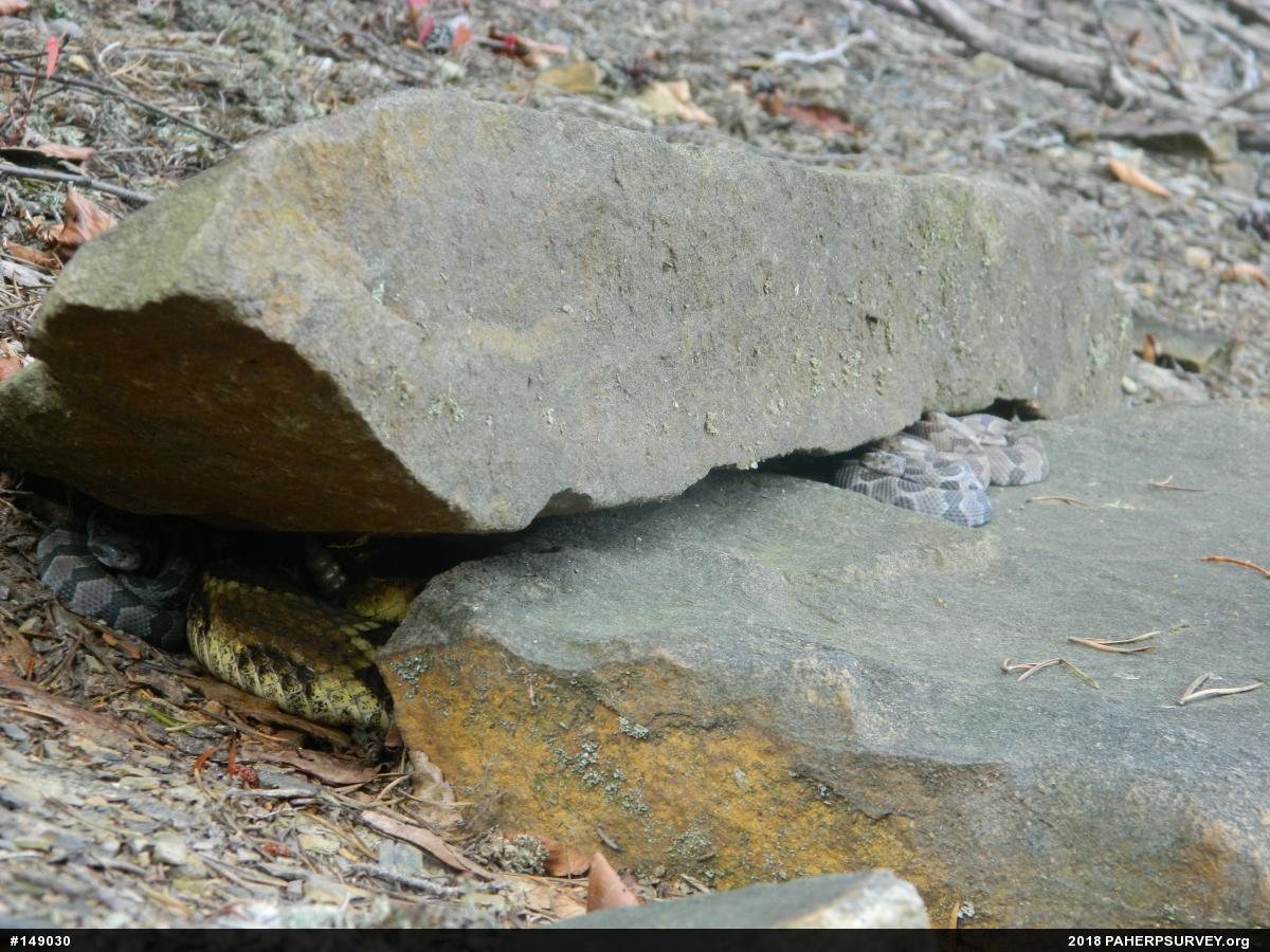 Timber Rattlesnake
