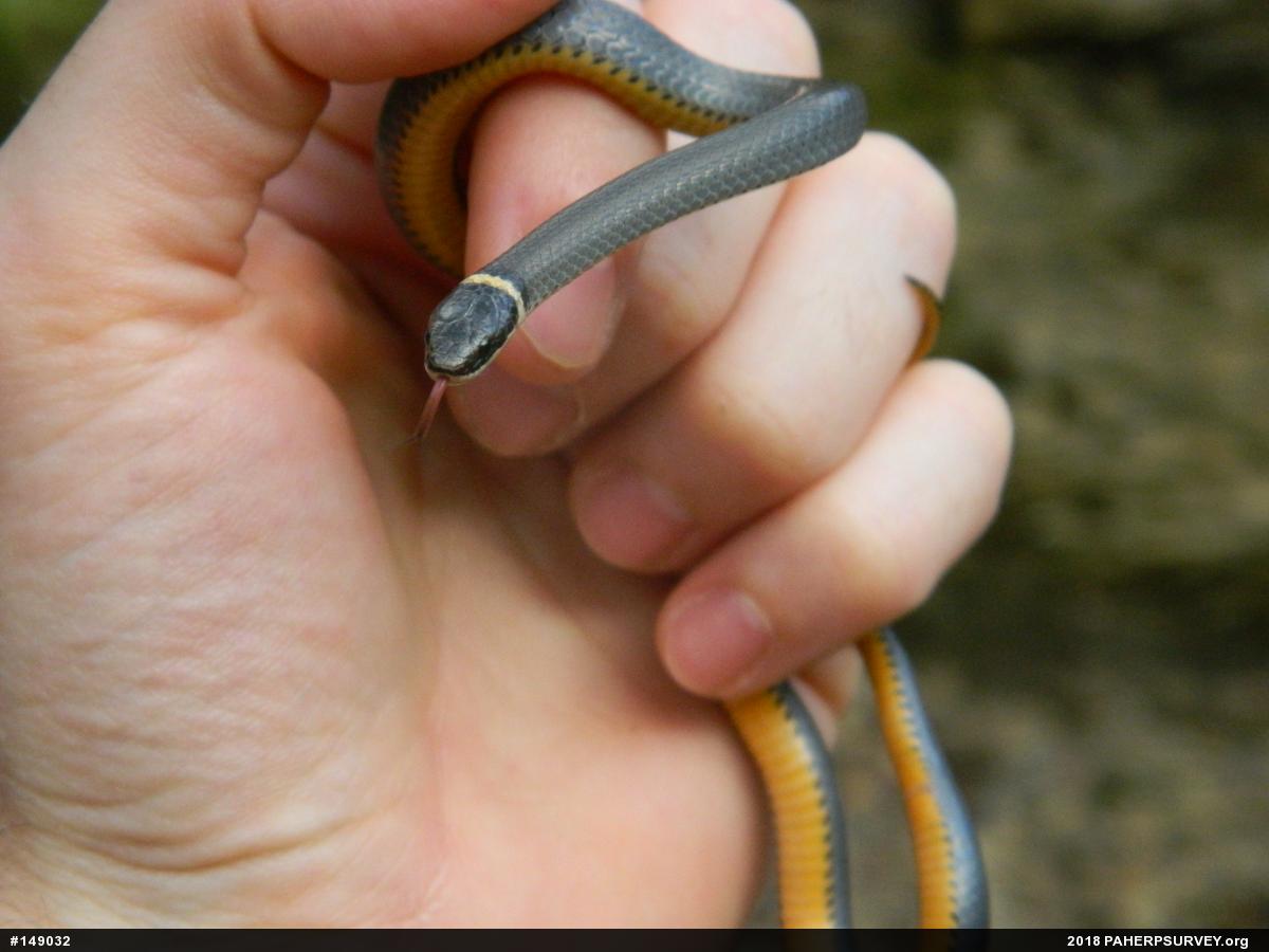 Northern Ring-necked Snake