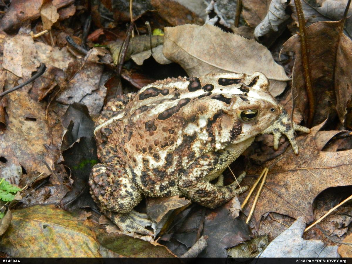 Eastern American Toad