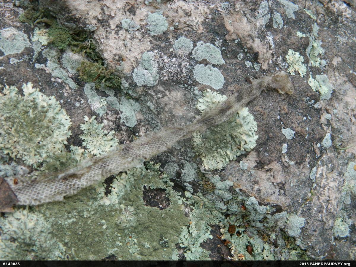 Timber Rattlesnake