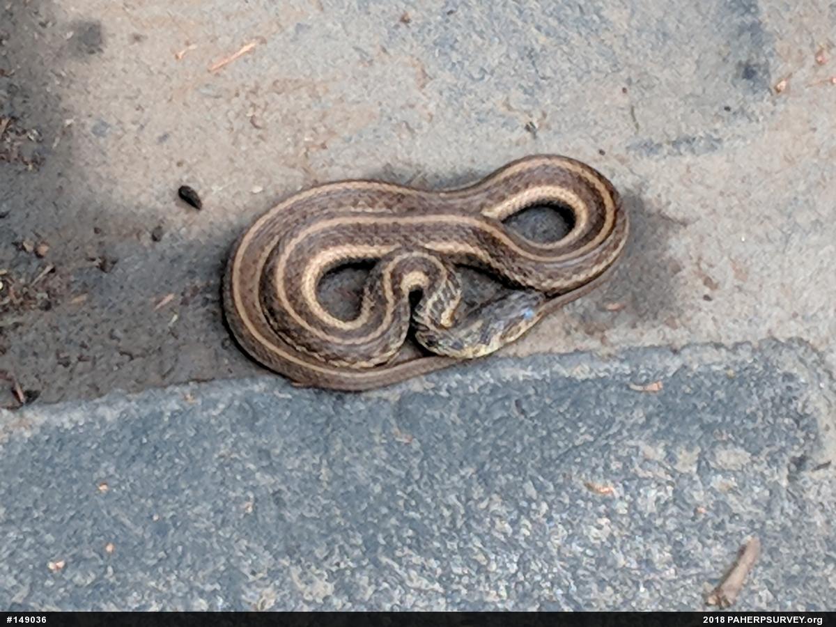 Eastern Gartersnake