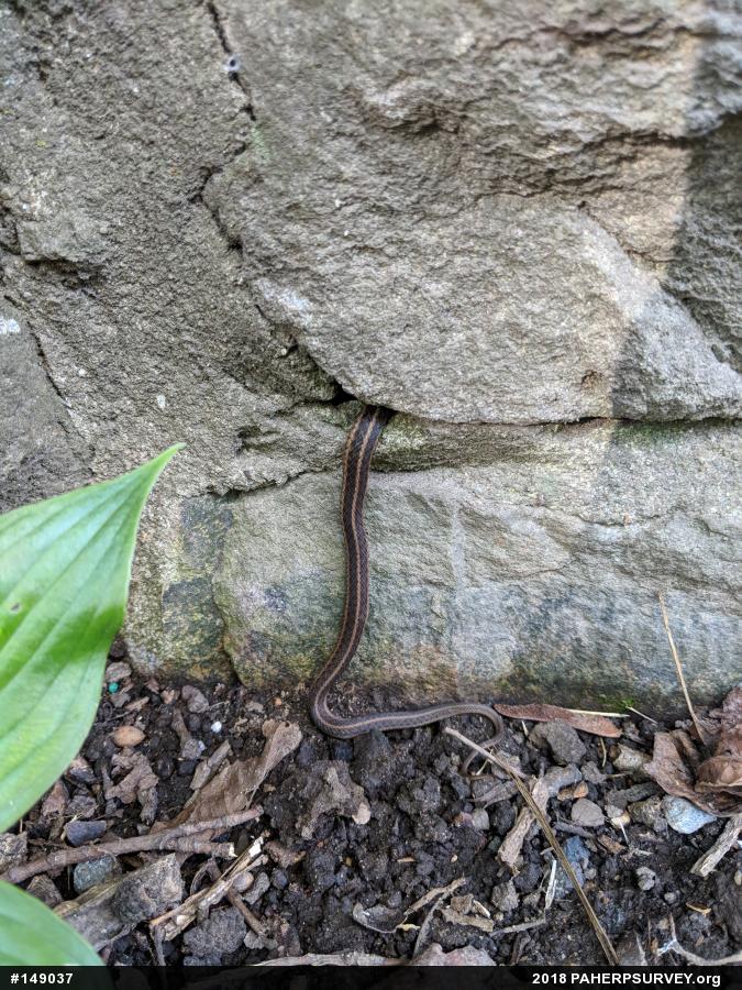 Eastern Gartersnake
