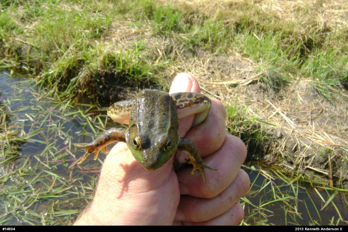 Green Frog
