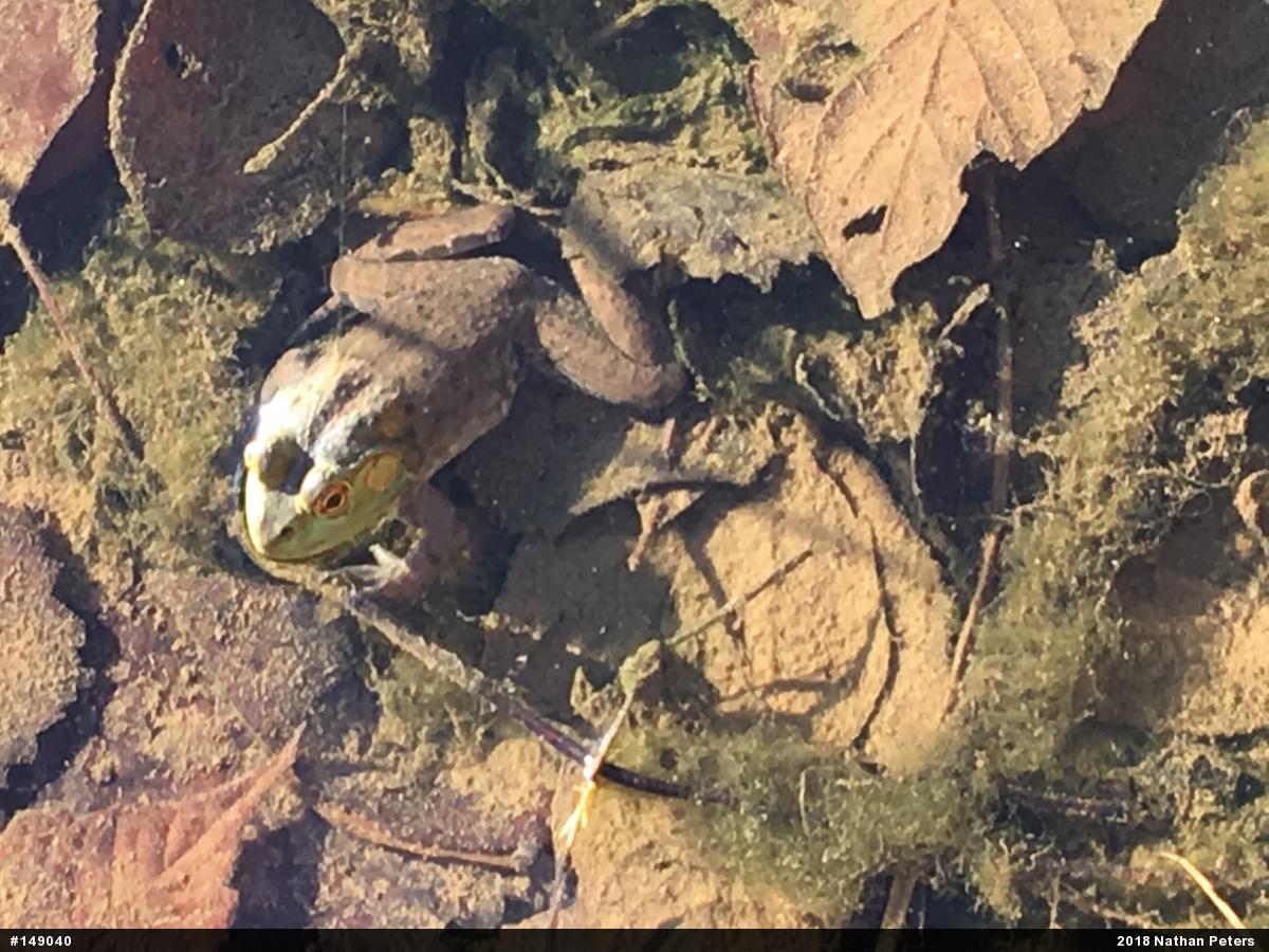 American Bullfrog