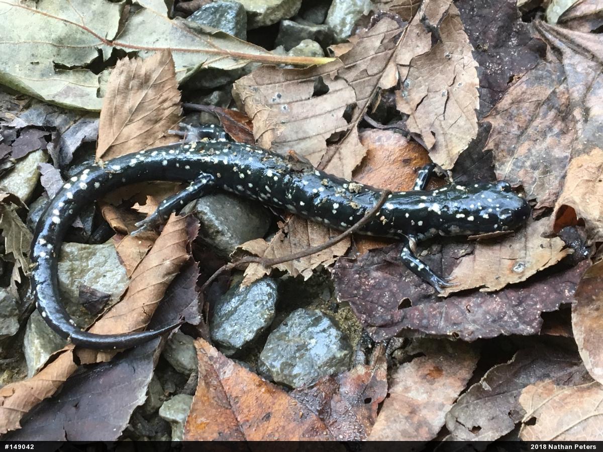 Northern Slimy Salamander