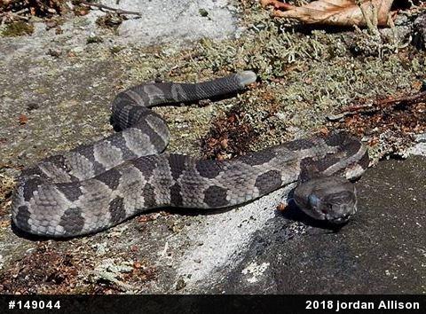 Timber Rattlesnake