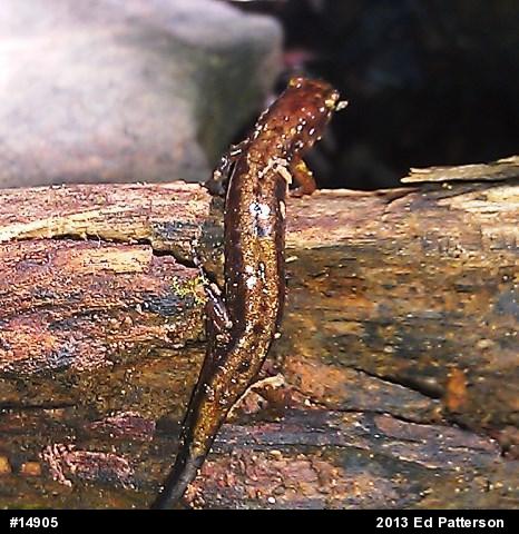 Allegheny Mountain Dusky Salamander