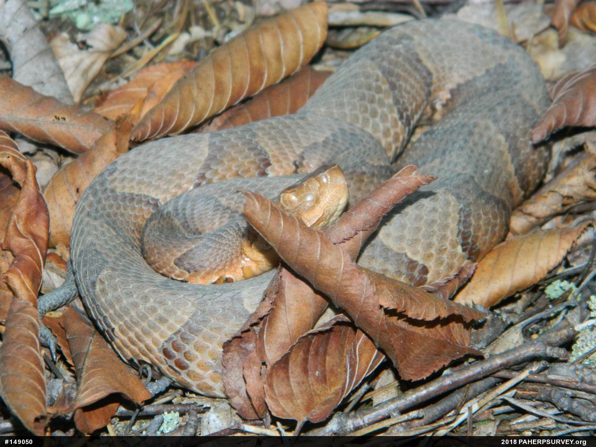Northern Copperhead