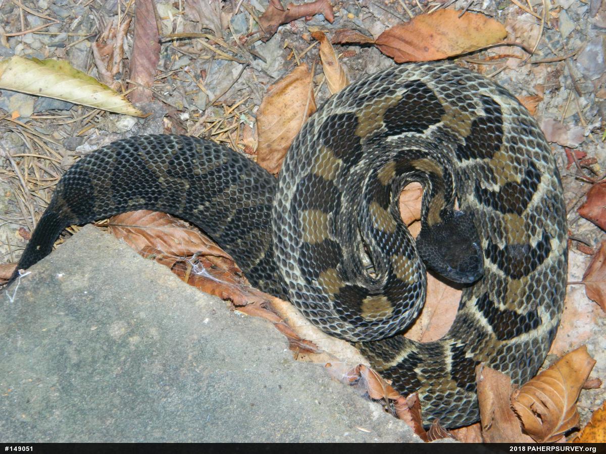 Timber Rattlesnake