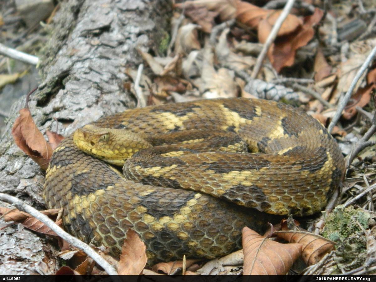 Timber Rattlesnake