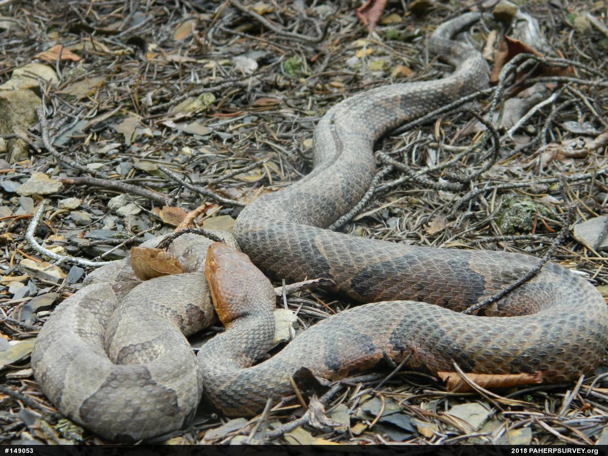 Northern Copperhead