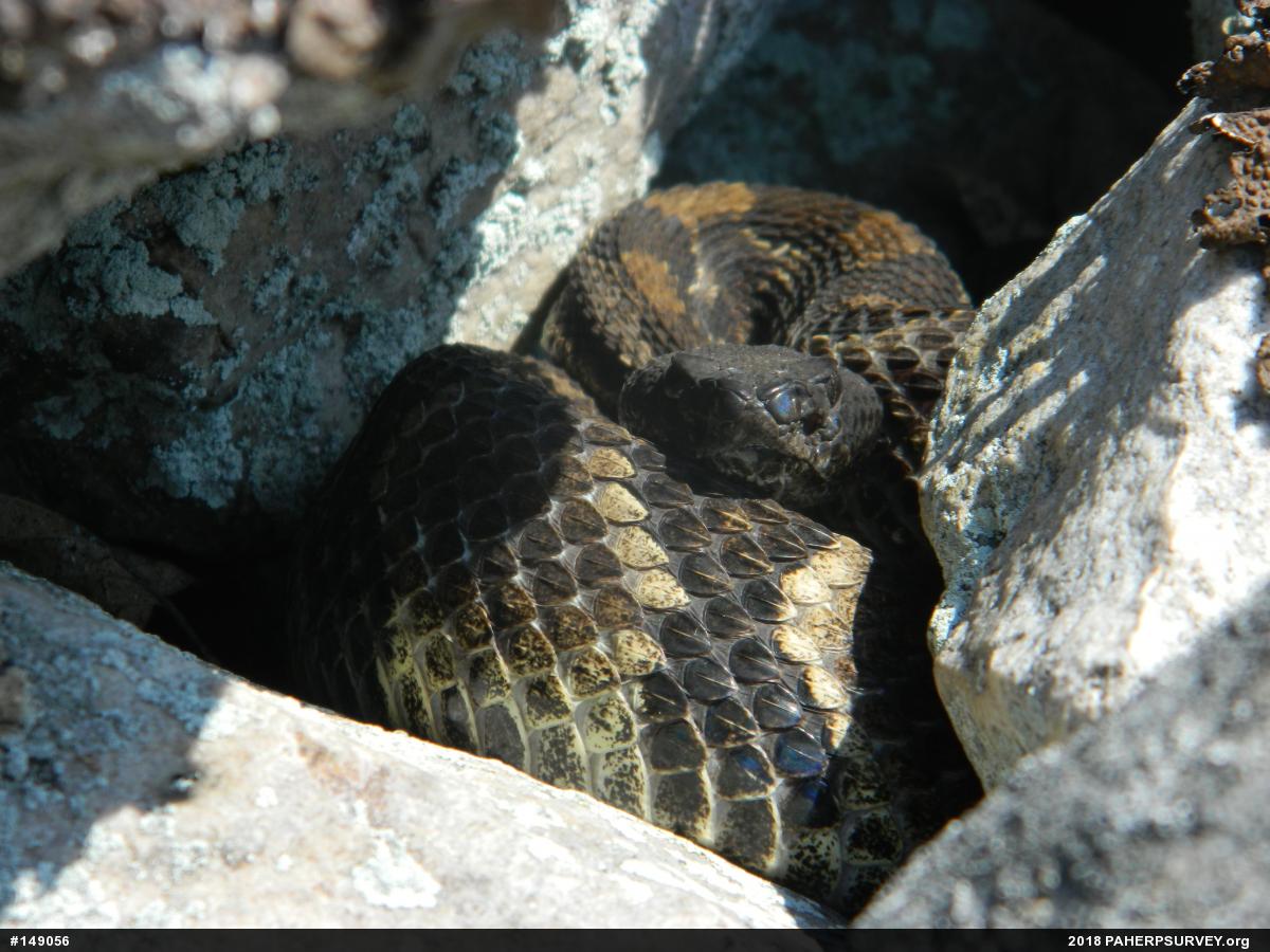 Timber Rattlesnake