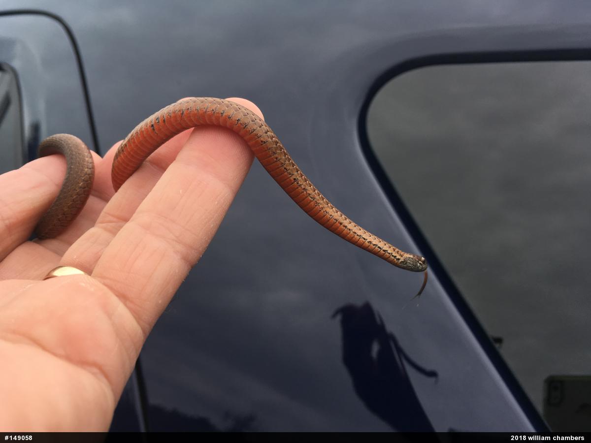 Red-bellied Snake