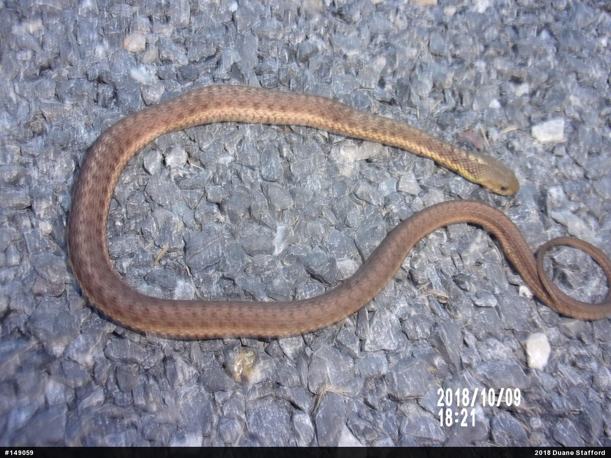 Eastern Gartersnake
