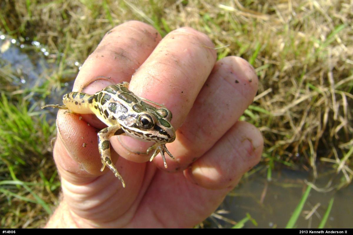Pickerel Frog