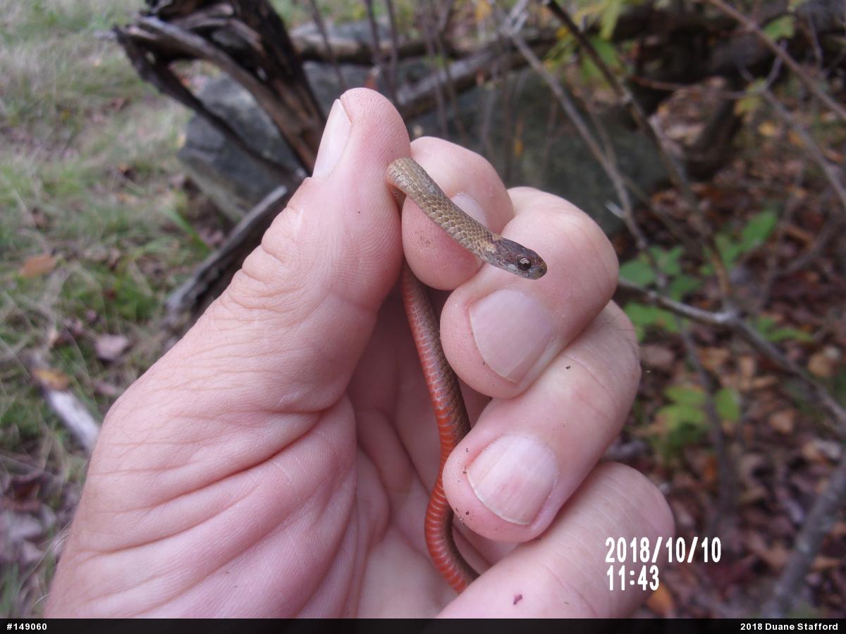Red-bellied Snake