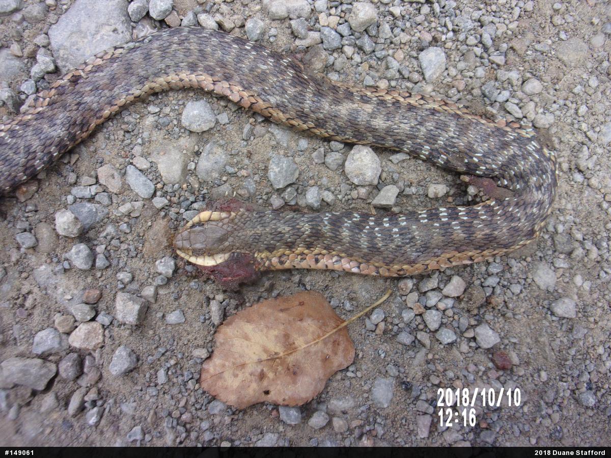 Eastern Gartersnake