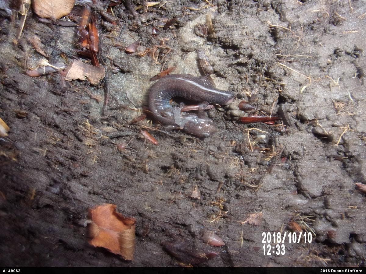 Eastern Red-backed  Salamander