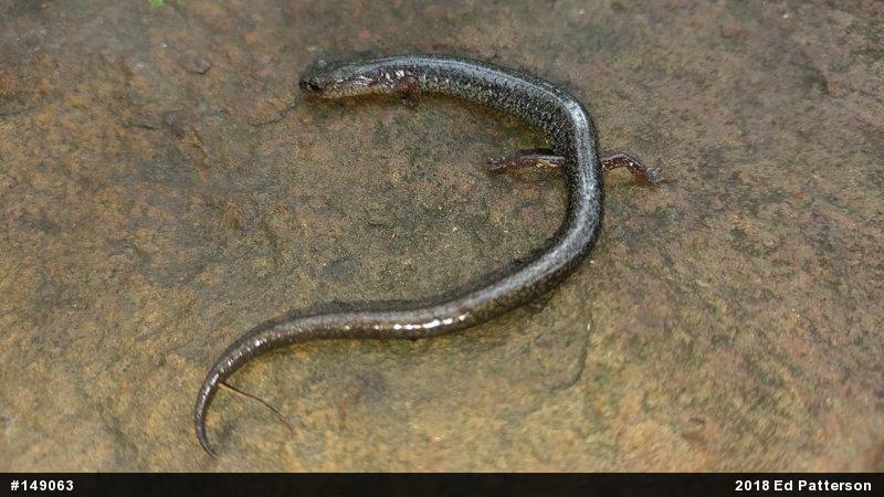 Valley And Ridge Salamander