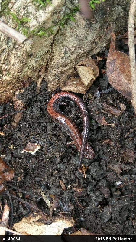 Eastern Red-backed  Salamander