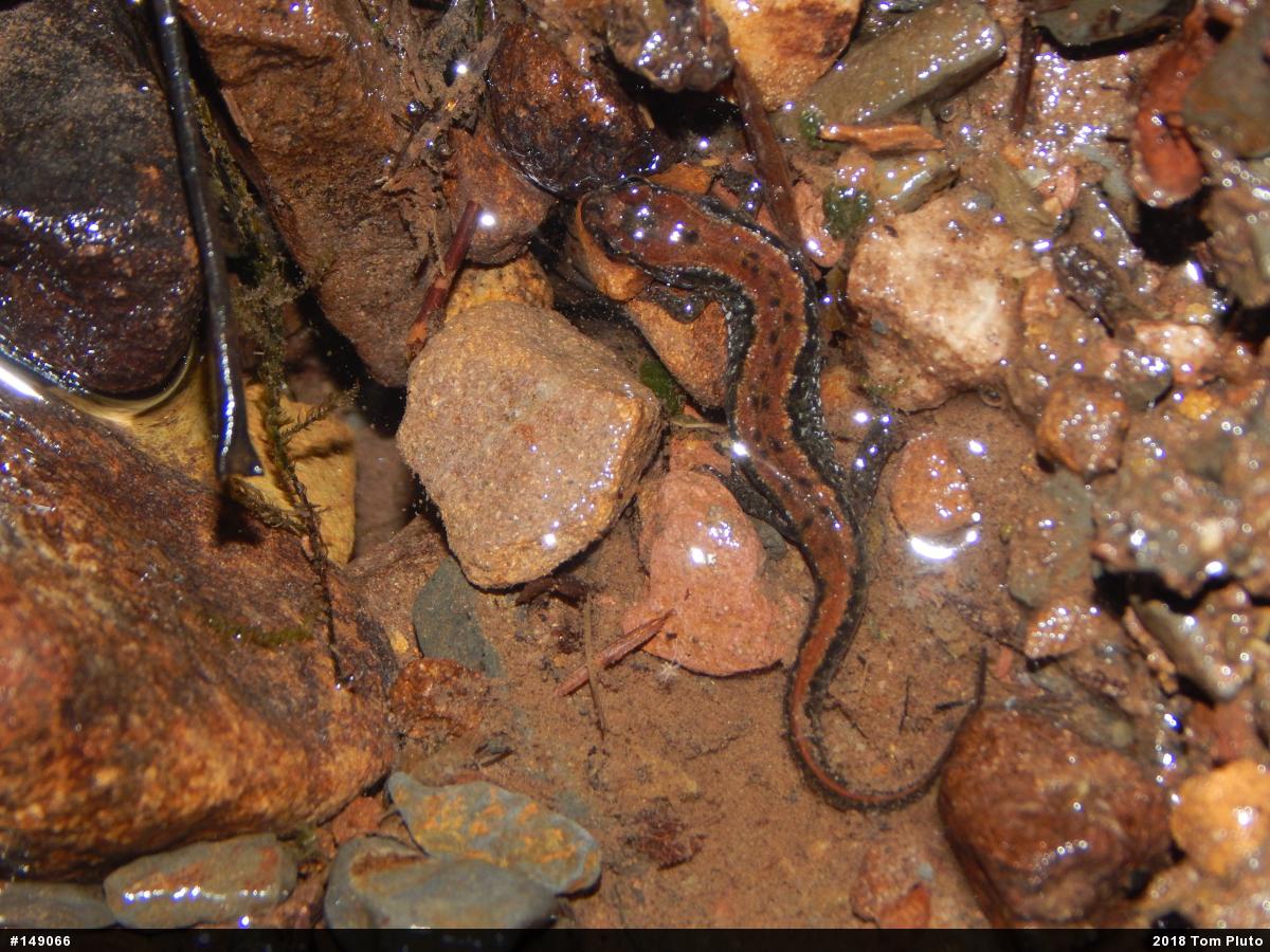 Northern Dusky Salamander