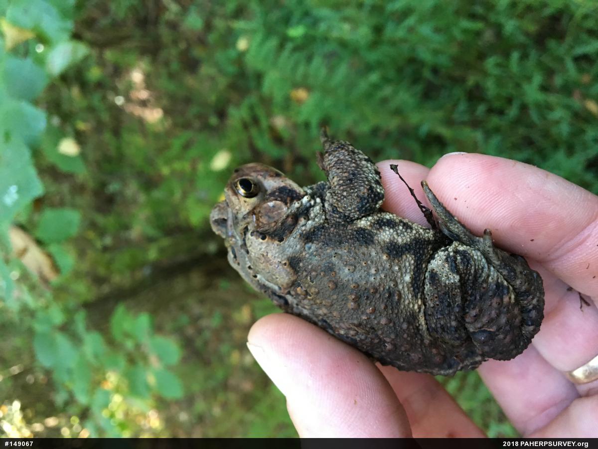 Eastern American Toad