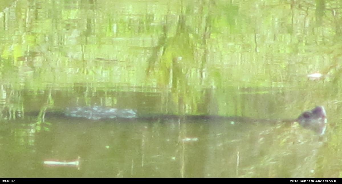 Snapping Turtle