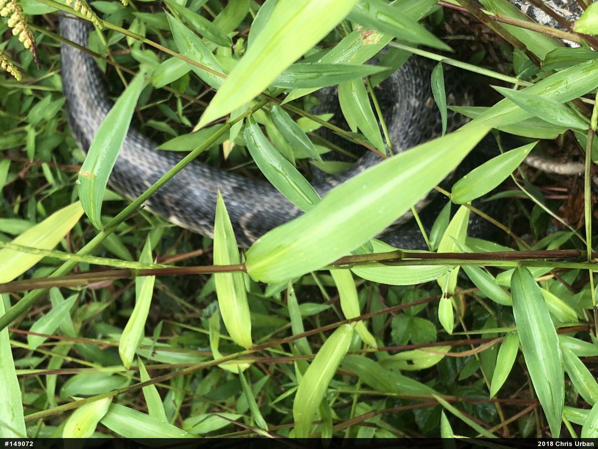 Timber Rattlesnake