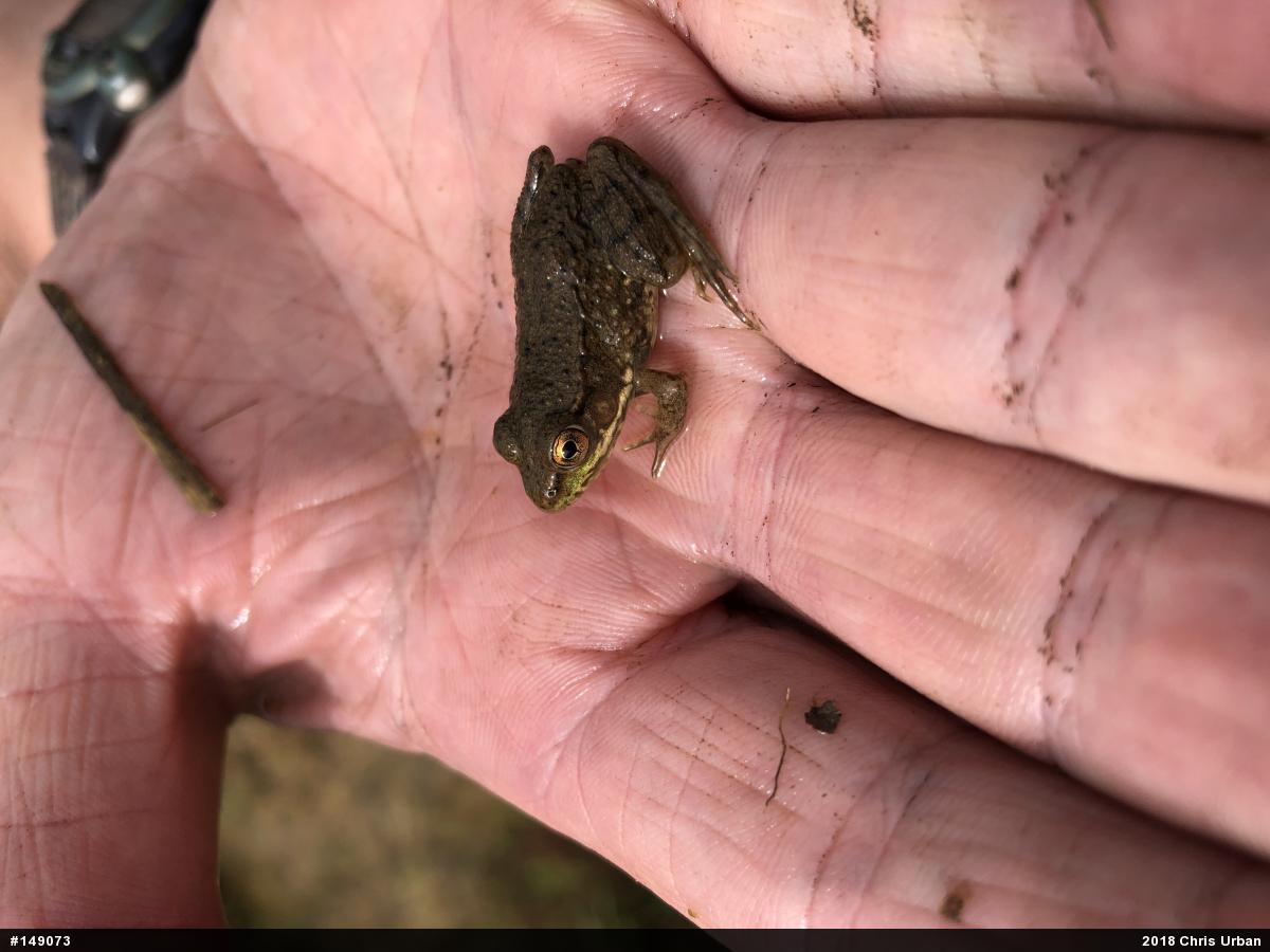 Green Frog