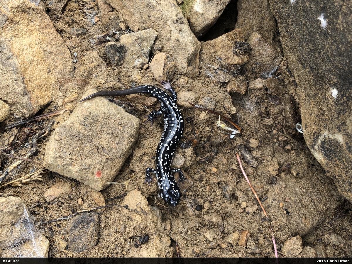 Northern Slimy Salamander