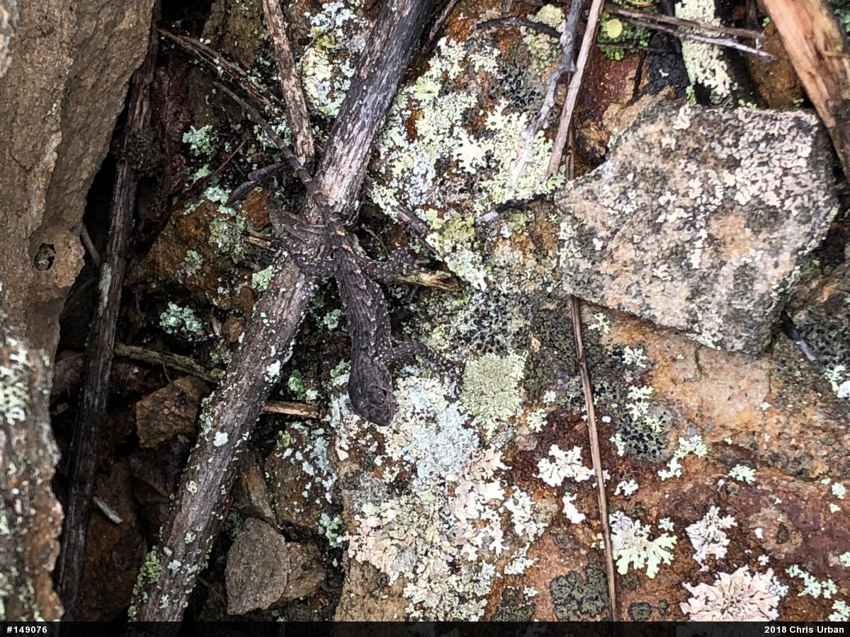 Eastern Fence Lizard